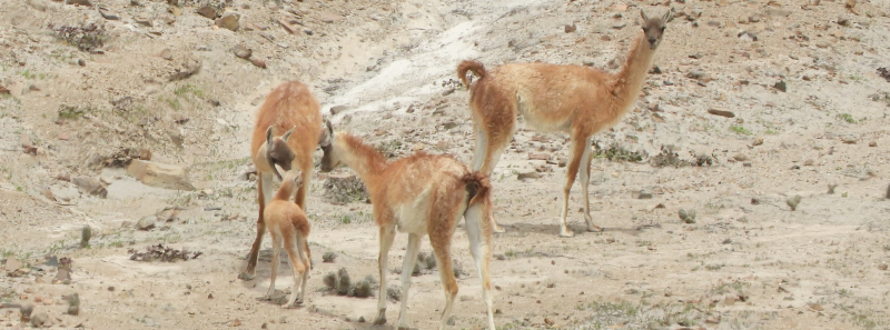 cerro-verde-la-familia-martinez-roque-y-serfor-unieron-esfuerzos-para-auxiliar-a-cria-de-guanaco-y-evitar-que-sufra-un-accidente-213
